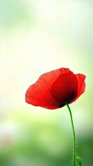 Naklejka premium Captivating red poppy blooming gracefully amidst a serene blurred garden background