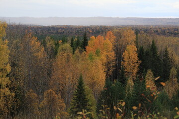 autumn in the forest
