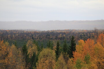 Fototapeta premium approaching rain in the autumn forest