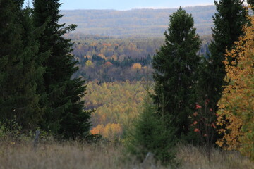 Autumn forest between fir trees