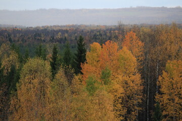 autumn in the forest