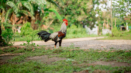 The rooster crows and looks for food in the yard