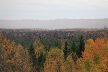 the beginning of rain in the autumn forest