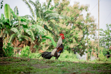 The rooster crows and looks for food in the yard
