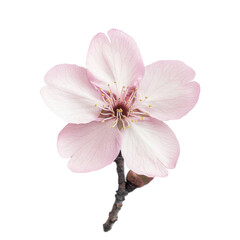 Beautiful pink cherry blossom branch with Sakura flower vector illustration on transparent background, PNG cutout photo