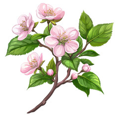 Pink cherry blossoms flower with green leaves branch on transparent background, PNG cutout photo