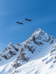 Fototapeta premium Majestic eagles soaring over snow-capped mountains