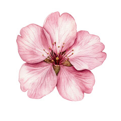 Spring flowers with pink cherry blossoms and falling petals vector illustration on transparent background