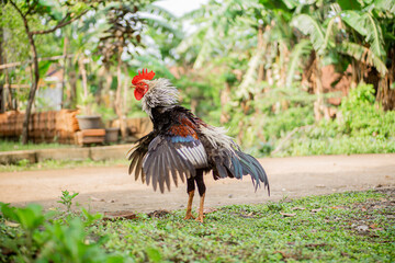 The rooster crows and looks for food in the yard