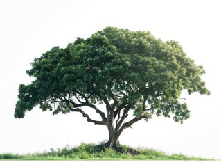 Obraz premium Lush green tree isolated on hillside nature photography tranquil scene