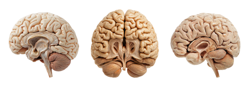 Realistic Brain Model on Transparent Background