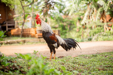 The rooster crows and looks for food in the yard