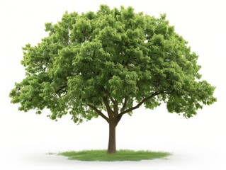 Fototapeta premium Isolated dense foliage tree nature scene plant focus green environment