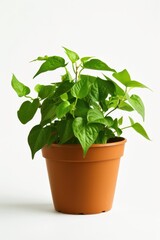 Potted plant with lush green leaves isolated on white background