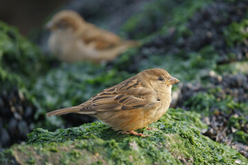 bird on a rock