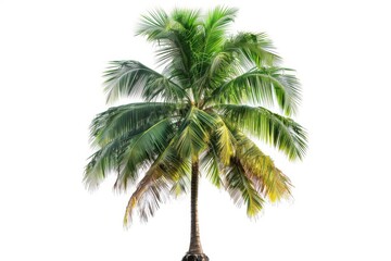 Tropical palm tree isolated on white background nature plant concept