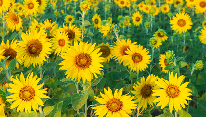 Group of many Sunflowers are Blooming with green leaves in the Field at morning time, Selective focus