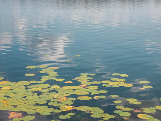 Lily pads floating on calm waters reflecting a clear sky in a serene natural setting