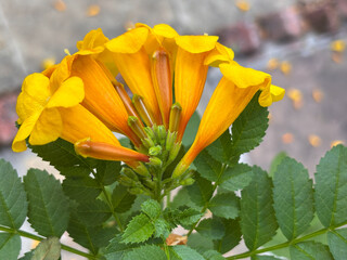 A yellow flower (yellow elder) with orange tips is in the foreground