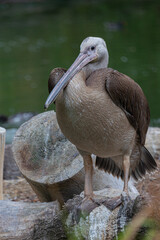 A brown pelican (pelecanus occidentalis) standing on a log near the water in a natural habitat