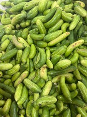 large pile of small, green cucumbers, likely freshly harvested or prepared for pickling due to their uniform size and color.