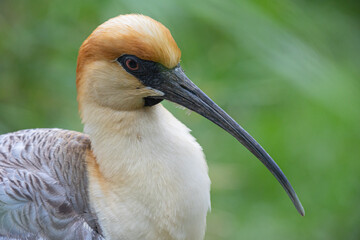 Close-up of a black-faced ibis (Theristicus melanopis) showcasing its unique features in the wild