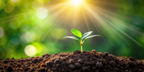 A tiny seedling reaches for sunlight, a symbol of growth and new beginnings in a vibrant natural environment