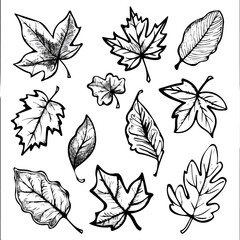 Famous Leaves in doodle style. Vector hand-drawn black line design elements. Iconic shapes like maple, oak, and ivy leaves.