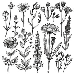 Medicinal Flowers in doodle style. Vector hand-drawn black line design elements. Herbal blossoms like calendula, dandelion, and clary sage.
