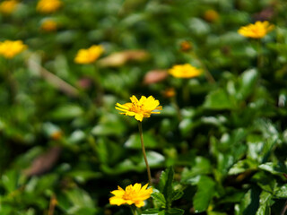 Yellow flowers and green leaves in the park. Coreopsis grandiflora.