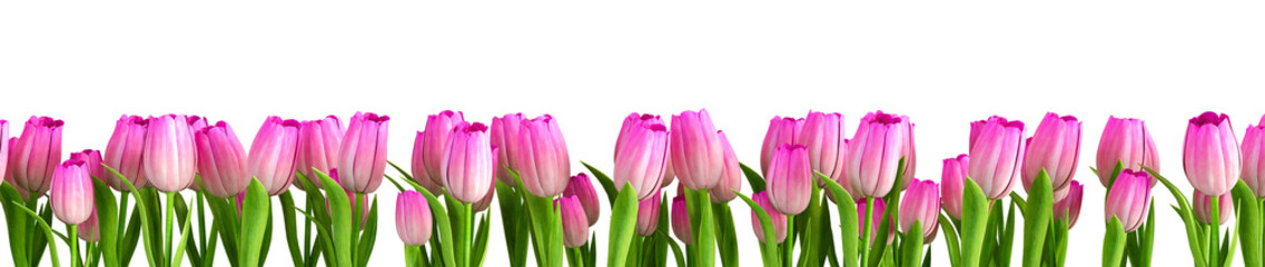 pink tulips flower border isolated on white background