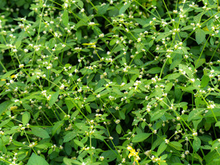 Flower garden in a park on a sunny day. Flowers are blooming in spring.