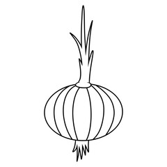 onion plant illustration