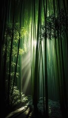 Bamboo forest at sunrise