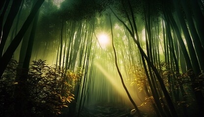 Bamboo forest at sunrise, banner