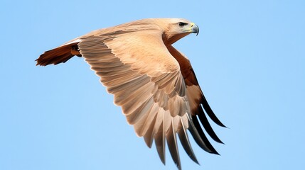 Obraz premium Majestic Eagle in Flight Wildlife Bird Nature Avian Wings Soaring Freedom Predator Raptor Feather