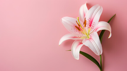 Naklejka premium Pink Lily Bloom: A delicate white lily with pink accents blossoms against a soft pink backdrop, creating a serene and elegant visual. 