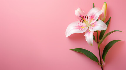 Pink Lily Blossom: A delicate white lily with pink speckles blooms gracefully against a vibrant pink backdrop. The flower's soft petals and lush leaves create a serene and elegant composition.  