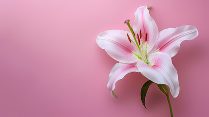 Fototapeta premium Pink Lily on Pink Background: A solitary pink and white lily flower blooms gracefully against a soft pink background. The delicate petals and elegant stem create a serene and beautiful composition. 