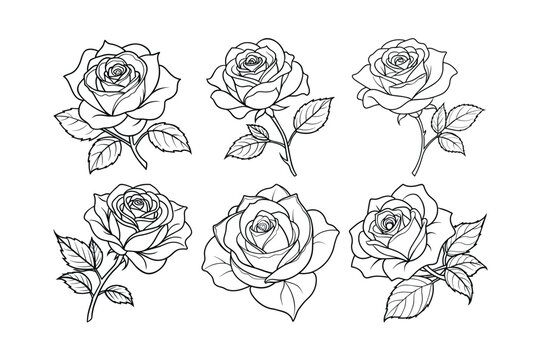 rose flower line art vector illustration