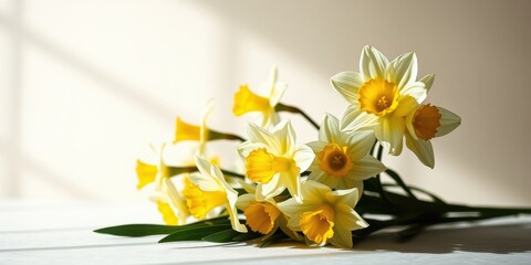 Fototapeta premium A bouquet of delicate pale yellow daffodils with sunny yellow centers rests on a soft, white surface, illuminated by soft sunlight.