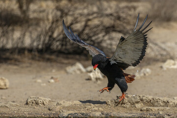 Bateleur (female) Terathopius ecaudatus displaying at a waterhole, Qubitje Quap. This is a female based on the wing feather pattern (narrow black stripe at bottom of wings).