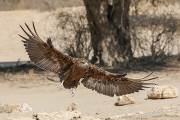 Bateleur (female) Terathopius ecaudatus displaying at a waterhole, Qubitje Quap. This is a female based on the wing feather pattern (narrow black stripe at bottom of wings).