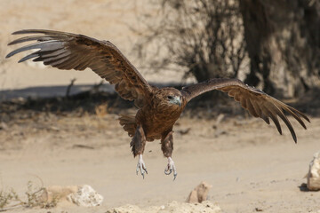 Bateleur (female) Terathopius ecaudatus displaying at a waterhole, Qubitje Quap. This is a female based on the wing feather pattern (narrow black stripe at bottom of wings).