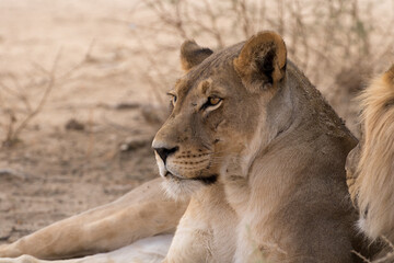 Kgalagadi: Mating pair of lions at Polentswa waterhole.