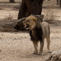 Kgalagadi: Portrait of the famed black maned Kalahari lion © Peter