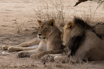 Kgalagadi: Mating pair of lions at Polentswa waterhole.