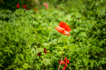 red poppy flower, blooming in the grass, buds, small, currant berries, green leaves, weed, dacha, garden, park
