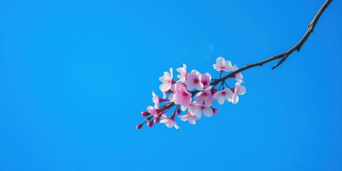 Delicate Pink Blossoms on a Branch Against a Vivid Blue Sky