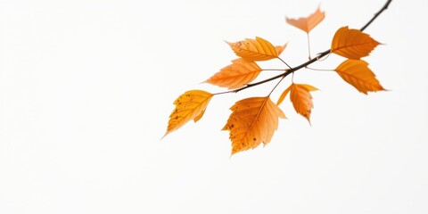 Autumnal branch with orange leaves against a white background